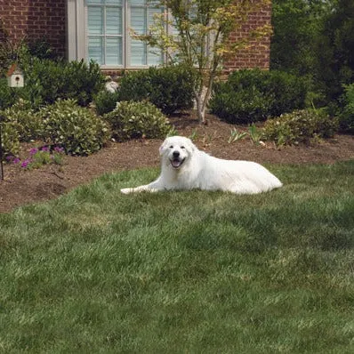 Outdoor Bark Control