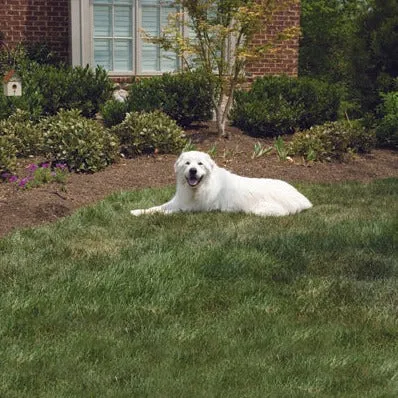 Outdoor Bark Control